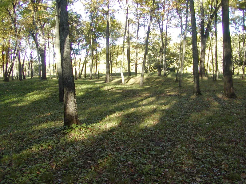 Sunlit woodland with low grass-covered burial mounds among trees at Effigy Mounds in Iowa