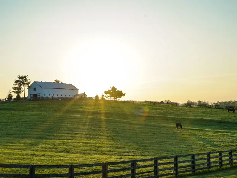White barn and horses grazing on green pasture at sunrise on a Kentucky horse farm