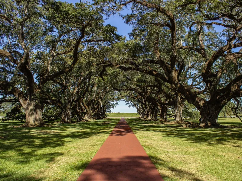Brick path through an avenue of old live oak trees in Vacherie, Louisiana, a historic plantation landscape