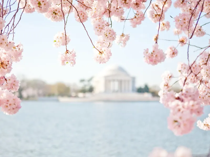 Cherry blossom branches framing the Jefferson Memorial in Washington, DC