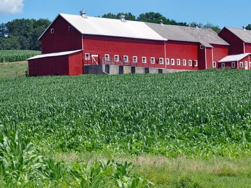 Red barn beside a green cornfield under a blue sky in the Midwest farm country