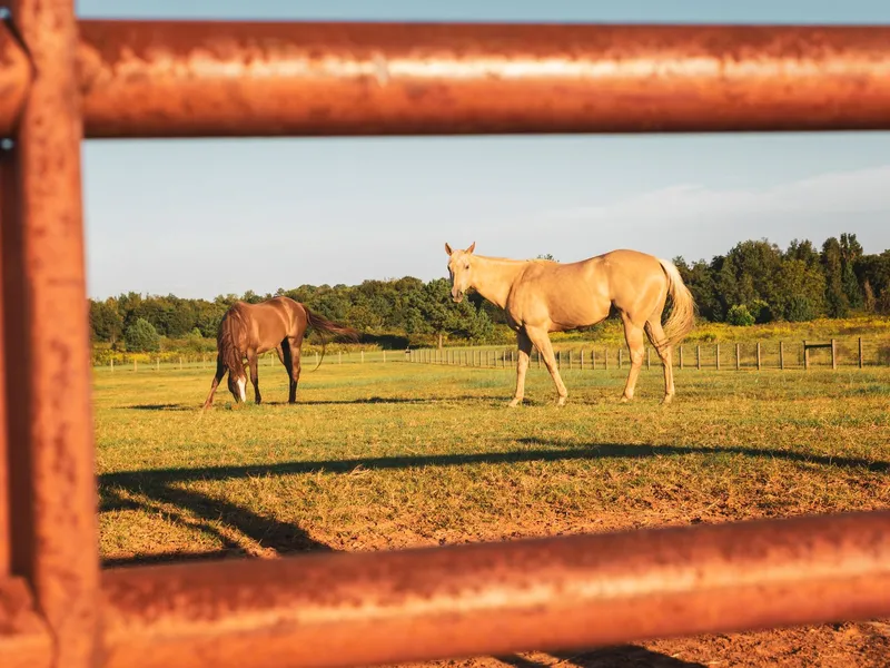 Two horses grazing in a sunlit Kentucky pasture seen through a rusted fence rail