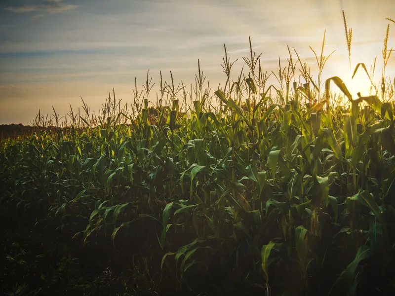 Cornfield glowing at sunset, the kind of farm country found across Nebraska