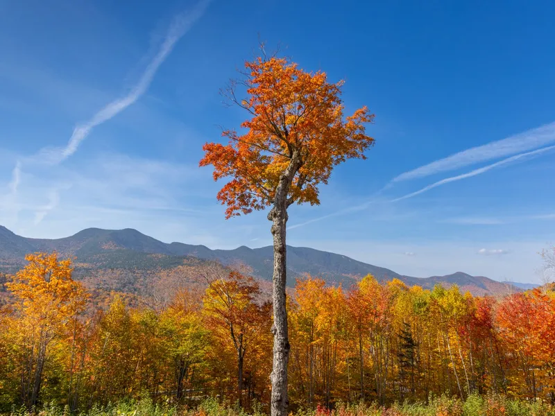 Orange maple standing among autumn foliage with mountains behind it in Franconia, New Hampshire