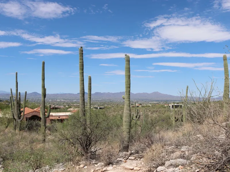 Tall saguaro cacti in the Sonoran Desert near Tucson with mountains and city in the distance
