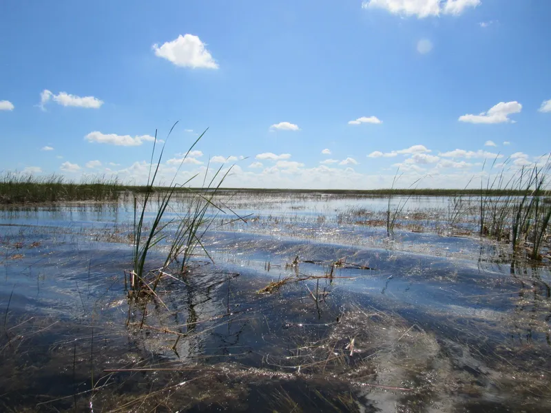 Everglades wetlands with grasses rising from shallow water under a blue sky with scattered clouds
