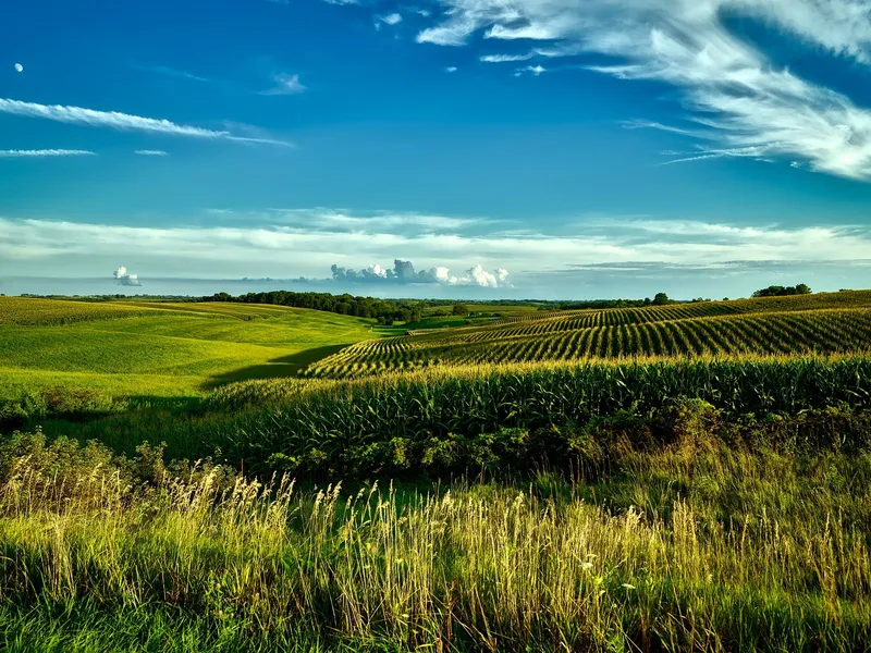 Rolling green cornfields under a bright blue sky in rural Iowa countryside