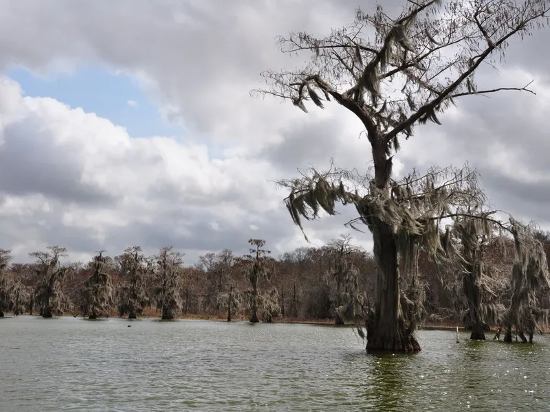 Spanish moss draped over cypress trees standing in the water of a Louisiana swamp under cloudy skies
