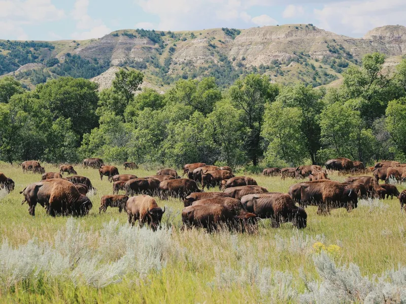 Bison herd grazing in a green valley beneath badlands buttes in Theodore Roosevelt National Park, North Dakota