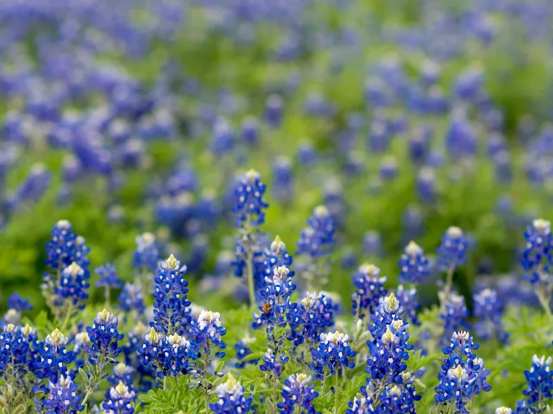 Field of blue bonnet wildflowers in bloom with green foliage