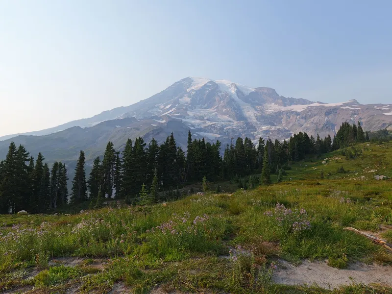 Snow-capped Mount Rainier above evergreen trees and a wildflower meadow in Washington
